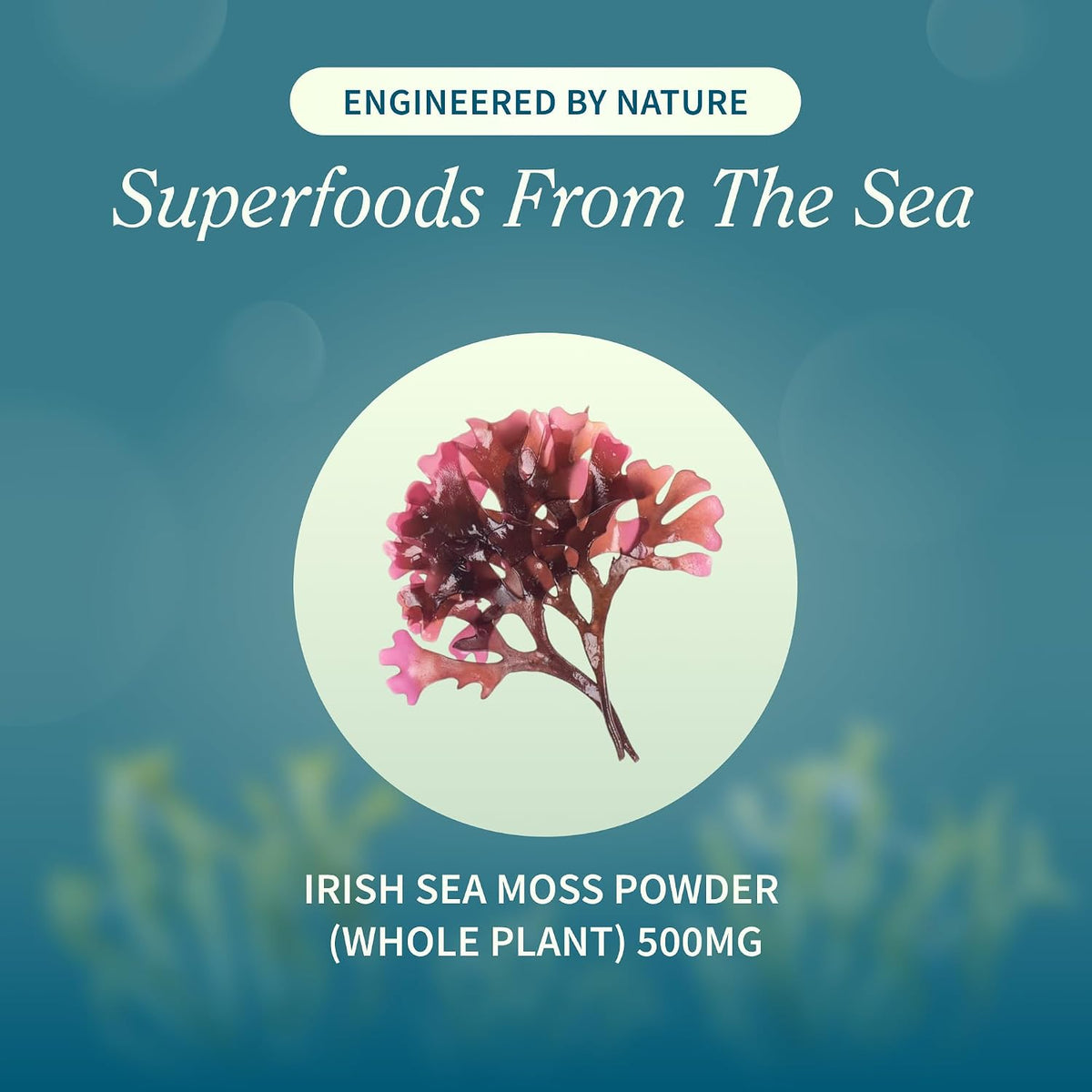 Irish Sea Moss Chews
